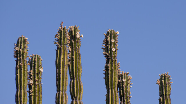 wunderbare Blüten mit Gast