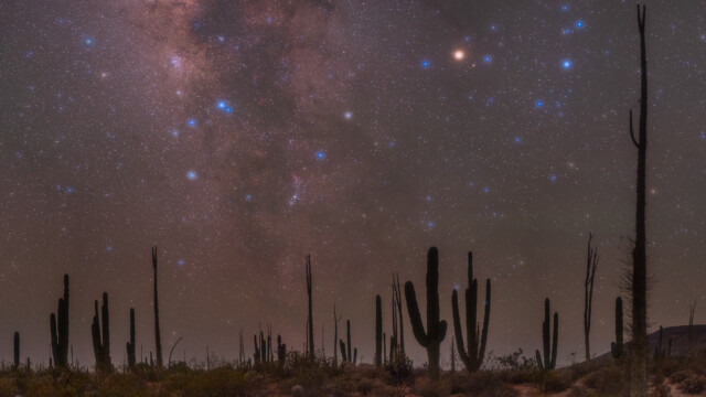 liegender Skorpion über den Kakteen