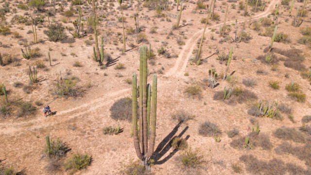 ... und die Drohne fotografiert die Kakteen;