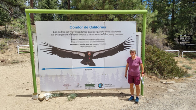 Grössenvergleich mit den drei Metern Spannweite