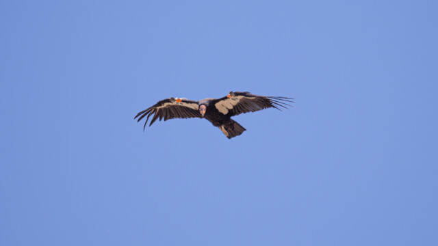 was er wohl entdeckt hat?