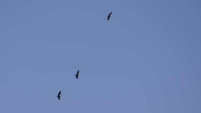 drei Kondore über uns