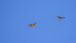 sieht aus wie zwei F/A-18 mit ausgefahrenem Fahrwerk...