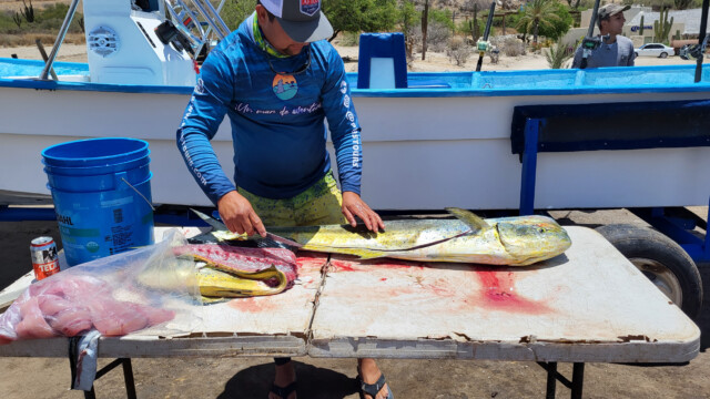 fachgerechte Zerteilung