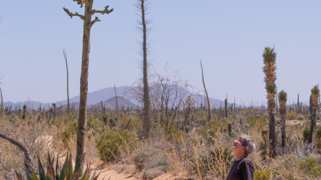 riesige Agavenblüte