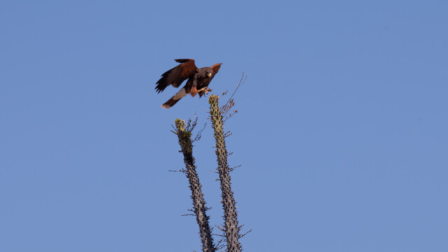 Cirios-Baum mit Wüstenbussard (Falkenunterart)