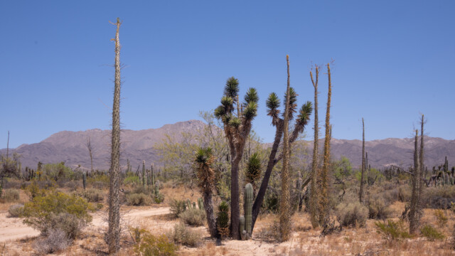 Cirios-Bäume und Joshua-Baum