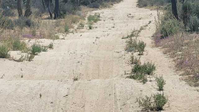 ziemliche Buckelpiste