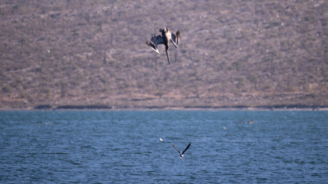 Sturzflug aus etwa 20m