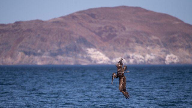 dieser kippt einfach über den Flügel ab...