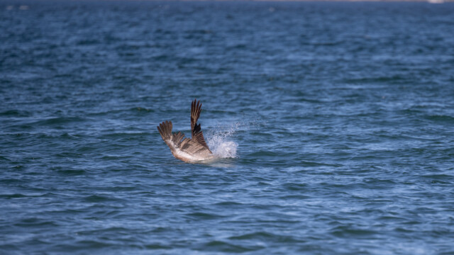 ... und schnappt sich dann den Fisch