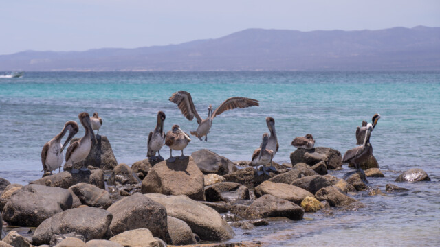 Pelikane in der Nähe von Fischern...