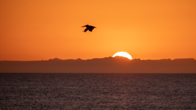Pelikan vor untergehender Sonne