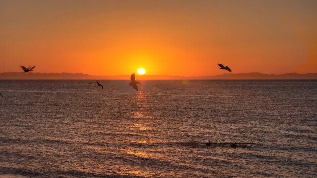 links sieht man einen "Geisterpelikan"