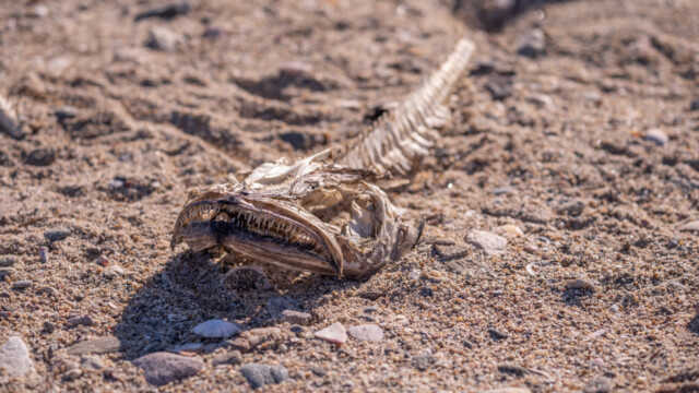 was das wohl für ein Fisch war?