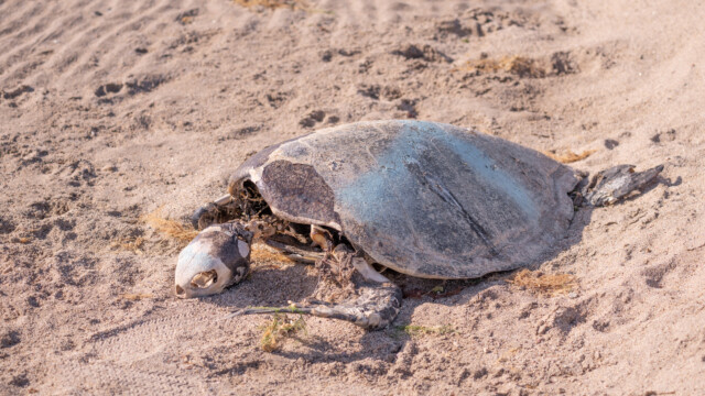 tote Meeresschildkröte