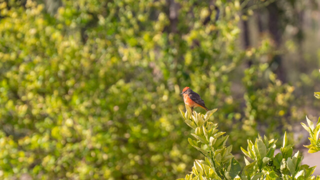 zinnoberroter Fliegenschnäpper