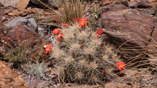 auch hier blüht alles
