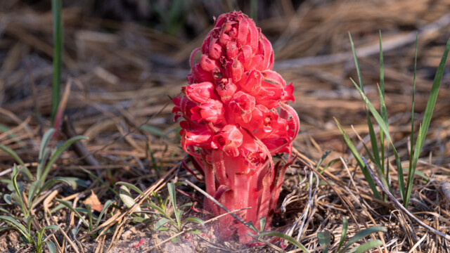 Sarcodes sanguinea - zu deutsch Schneeblume