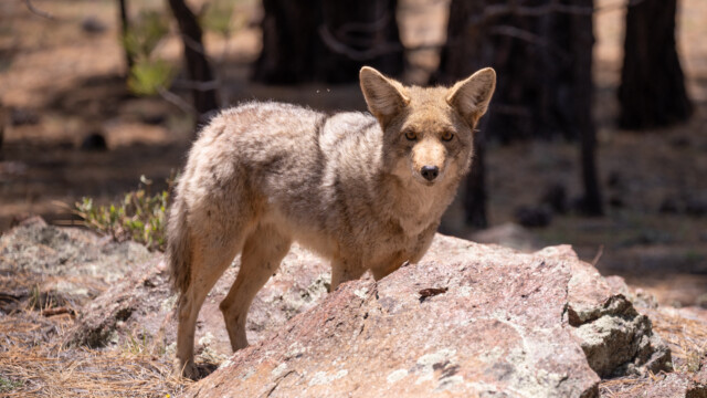 Fotosession mit einem Kojoten