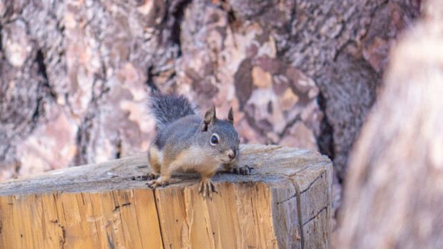 er beobachtet uns ...