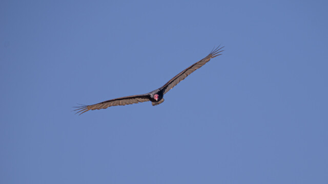 Truthahn-Geier, immer und überall auf Patrouille