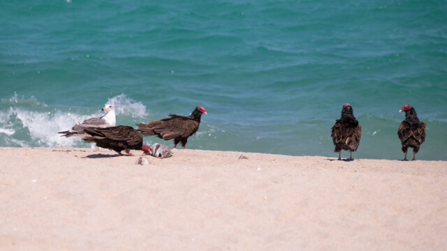 angeschwemmter Fisch