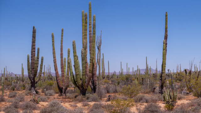 Cardón-Kaktus mit vielen Armen und noch mehr Knospen