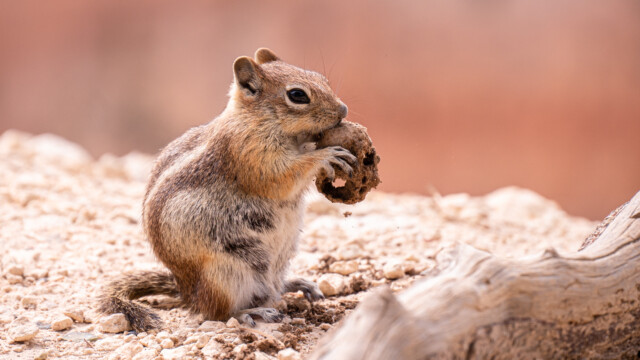 das Streifenhörnchen lässt sich von den Wanderern nicht beeindrucken