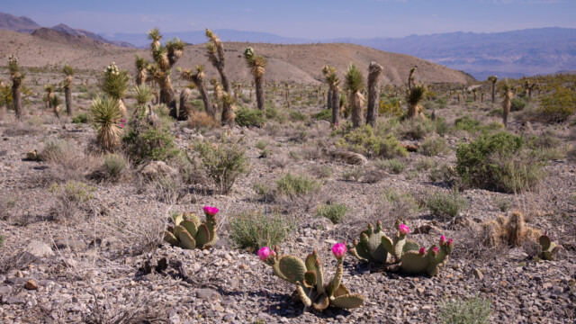 Frühling in der Wüste