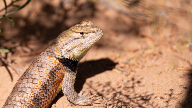 ... Wüstenstachel-Leguan