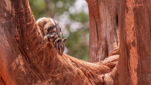Streifenhörnchen, fast immer in Bewegung