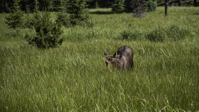 Elch mitten im Grünen