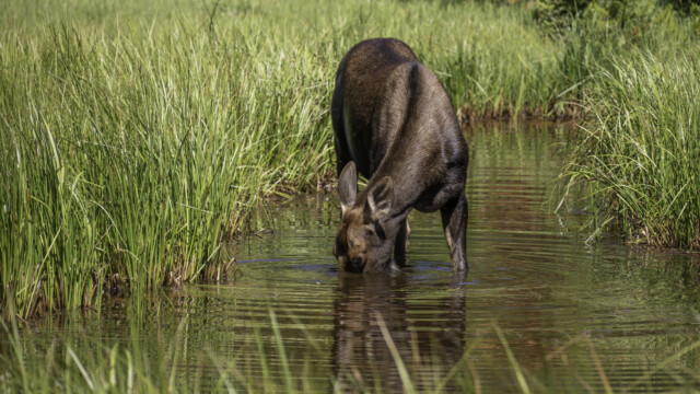 taucht bis zu den Augen