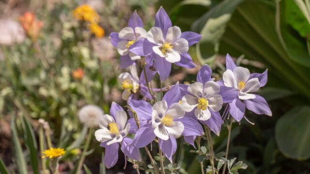 Staatspflanze von Colorado, die Rocky Mountain Akalei - oder Columbine
