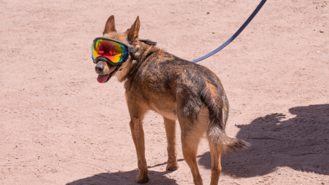 Sonnenbrille obligatorisch