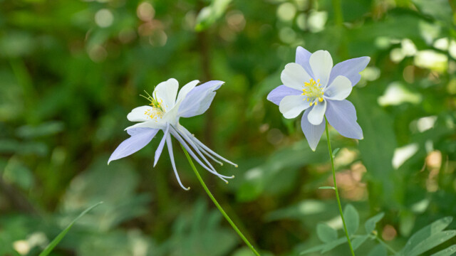 Rocky-Mountain Akelei