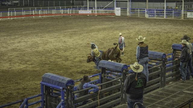 dieser rutscht schon vom Stier, kaum ist er aus dem Gatter