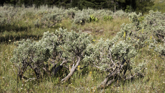 Bonsai-Baum oder Strauch?