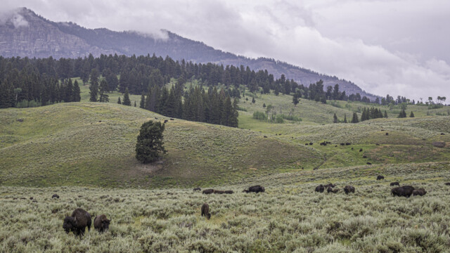 überall sind Bisons
